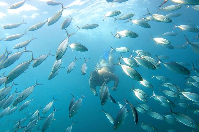 Snorkeling and whale watching Tour in Cabo - What the $850 group price really means
