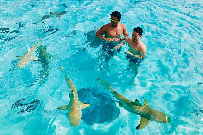 Snorkeling Lagoon Cruise and Whale Watching in Moorea - Key points to know before booking