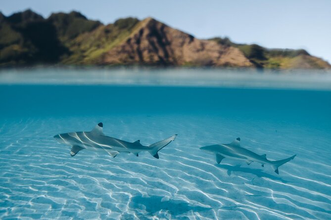 Snorkeling Lagoon Cruise and Whale Watching in Moorea - Setting out from Opunohu Bay