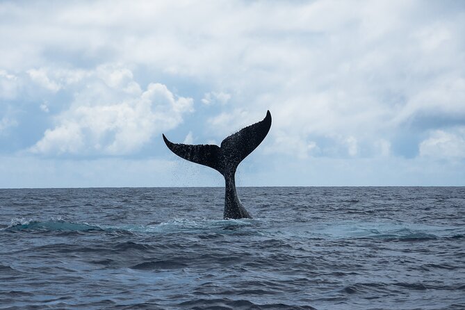 Snorkeling Lagoon Cruise and Whale Watching in Moorea - Snorkeling with stingrays and blacktip sharks