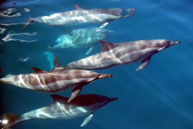 Snorkeling Lagoon Cruise and Whale Watching in Moorea - What the $180.58 price means