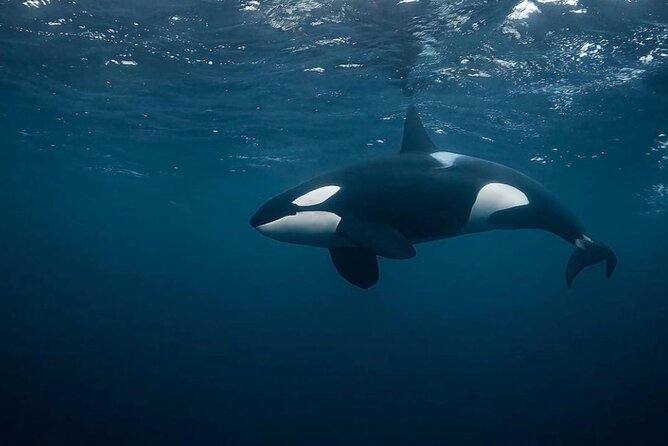 Snorkeling with Orcas In Norway, 4 days All-Inclusive expedition - Why this Tromsø whale trip is different