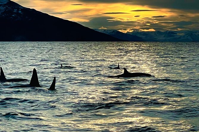 Snorkeling with Orcas In Norway, 4 days All-Inclusive expedition - Food, warmth, and life aboard the catamaran