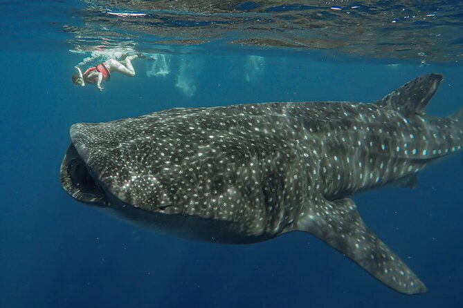 Snorkeling with Whale Sharks - Isla Mujeres - Why this whale shark trip is special