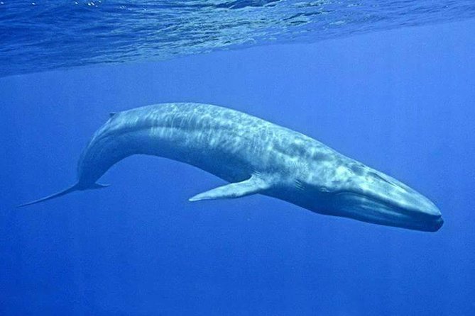 Snorkeling with Whales in Mirissa - Why Mirissa is a strong place to look for blue whales
