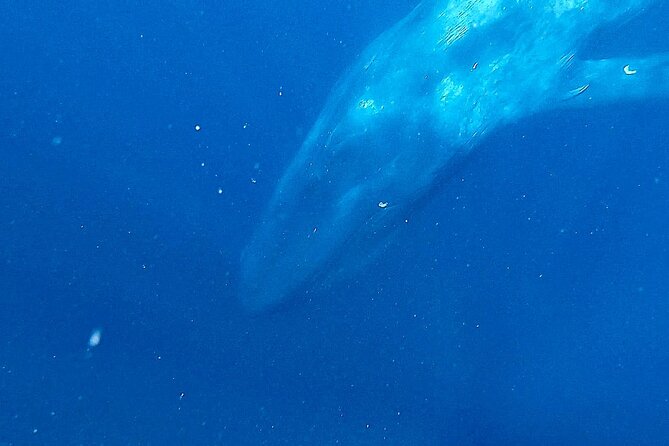 Snorkeling with Whales in Mirissa - Searching for whales in open water