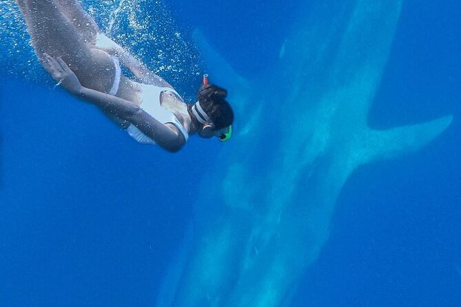 Snorkeling with Whales in Mirissa - What snorkeling with a whale actually means