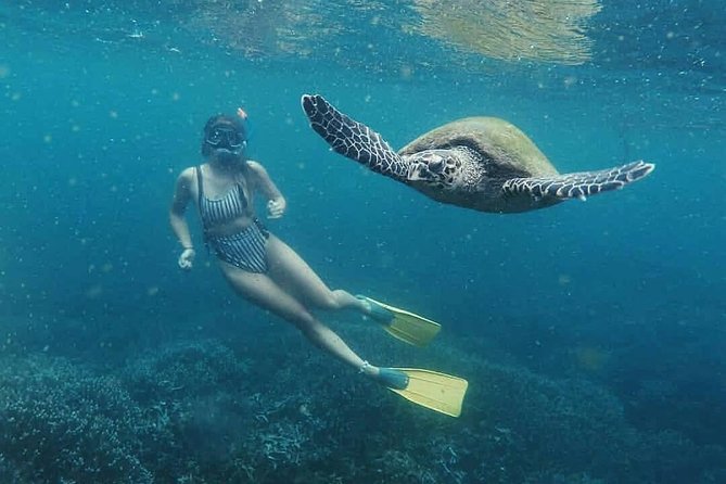 Snorkeling with Whales in Mirissa - How the $348.72 price measures up