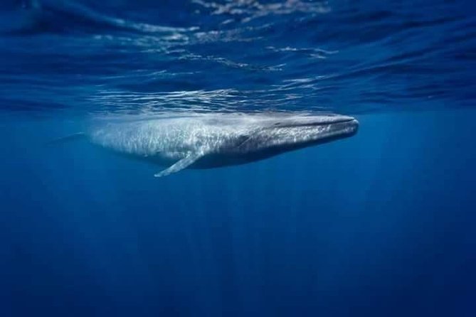 Snorkeling with Whales in Mirissa - The early start and pickup from Mirissa hotels