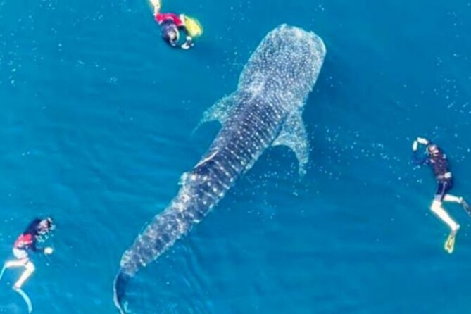 Snorkling with whale shark in teluk saleh min 2 person - Key points to know before you book