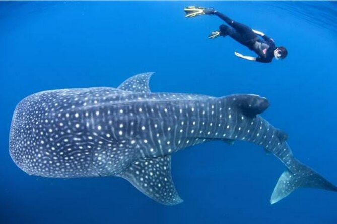 Snorkling with whale shark in teluk saleh min 2 person - The main reason to go: whale sharks in Saleh Bay