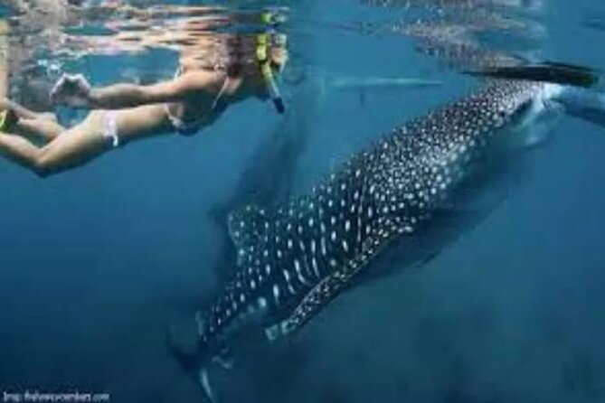 Snorkling with whale shark in teluk saleh min 2 person - Day one starts at Bangsal Harbor