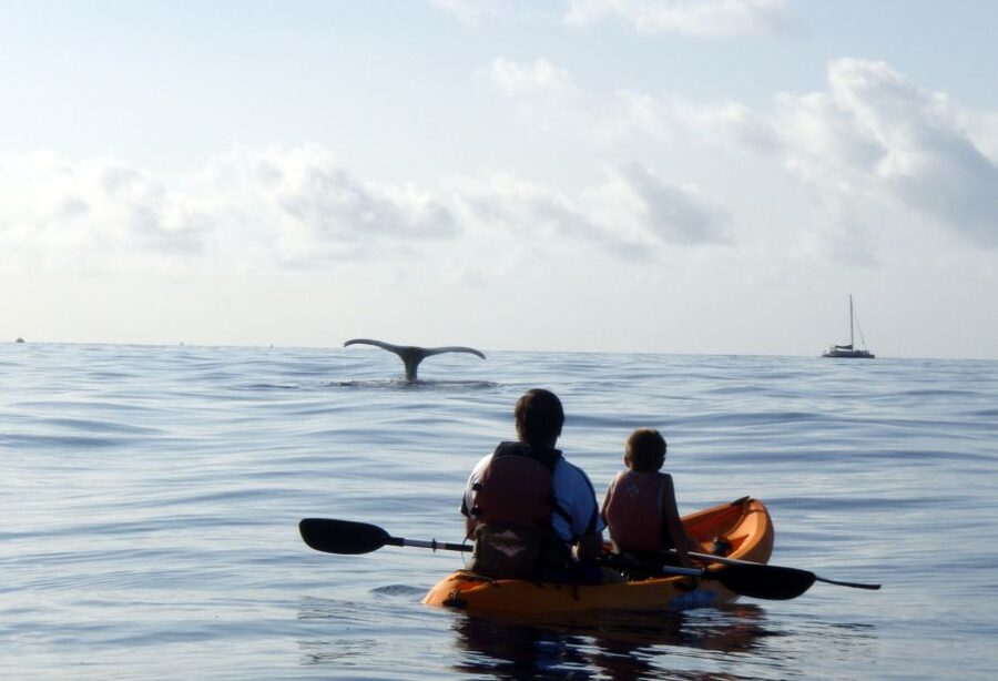 South Maui: Whale Watch Kayaking and Snorkel Tour in Kihei - Should you book this Makena kayak and snorkel tour?