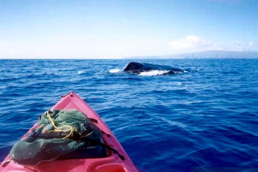 South Maui: Whale Watch Kayaking and Snorkel Tour in Kihei - Makena Landing gives you a close-to-the-water start