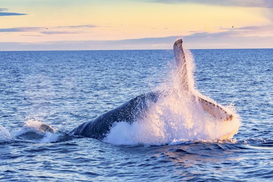 South Maui: Whale Watch Kayaking and Snorkel Tour in Kihei - Searching for humpbacks from a kayak