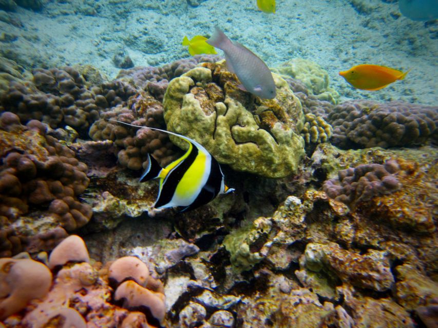South Maui: Whale Watch Kayaking and Snorkel Tour in Kihei - Island stories add more than scenery between sightings