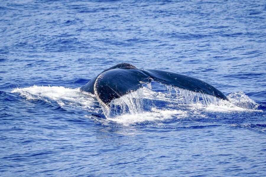 South Maui: Whale Watch Kayaking and Snorkel Tour in Kihei - Snorkeling along the reef is the dependable highlight