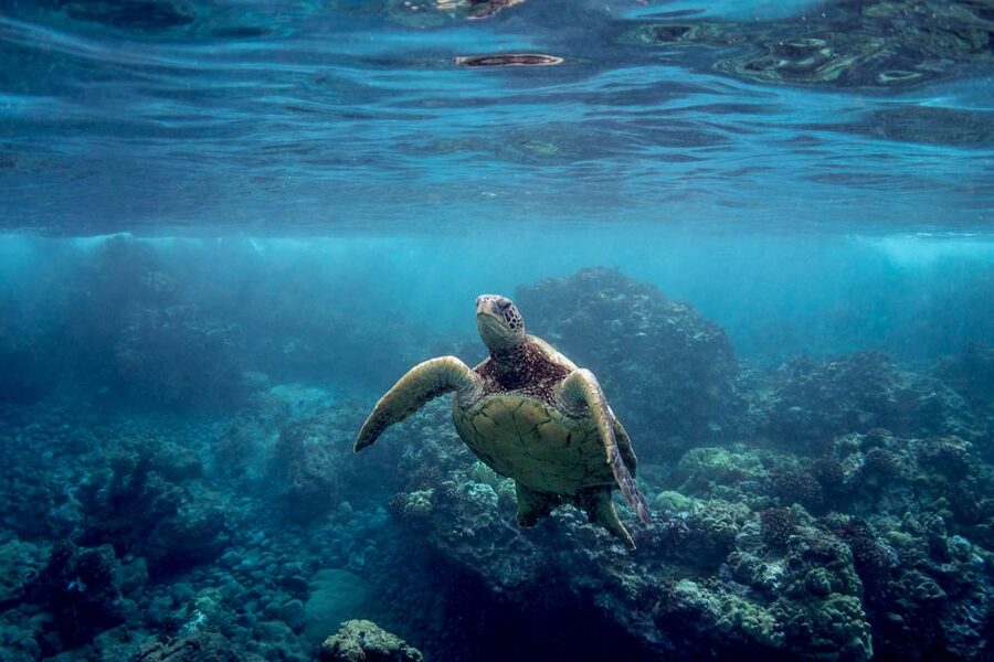 South Maui: Whale Watch Kayaking and Snorkel Tour in Kihei - What the $118 price really covers