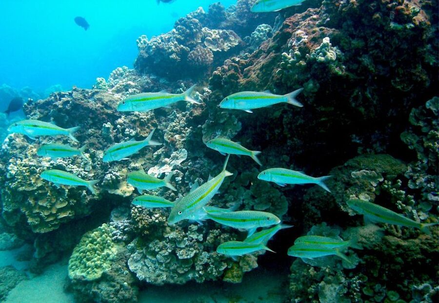 South Maui: Whale Watch Kayaking and Snorkel Tour in Kihei - Practical tips for a smoother morning