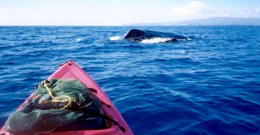 South Maui: Whale Watch Kayaking and Snorkel Tour in Kihei - The safety briefing makes kayaking less intimidating