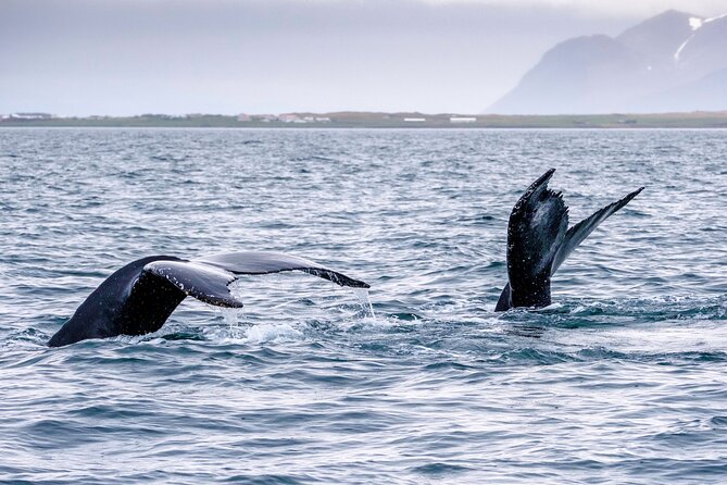 Speedboat Whale Watching Small-Group Tour in Reykjavik - What the guide adds to the ride