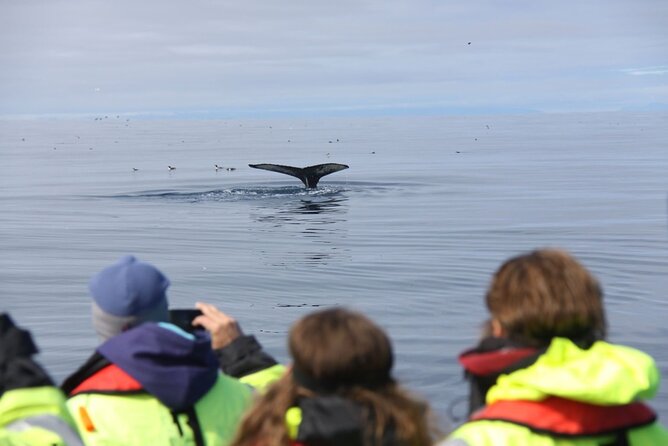 Speedboat Whale Watching Small-Group Tour in Reykjavik - The supplied gear and what to wear
