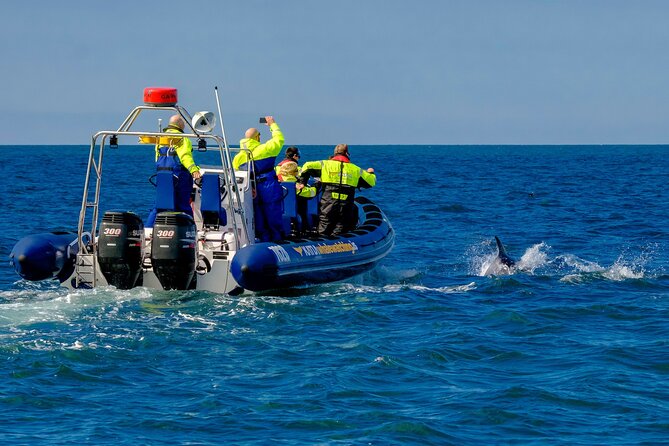 Speedboat Whale Watching Small-Group Tour in Reykjavik - Is $164 a fair price?