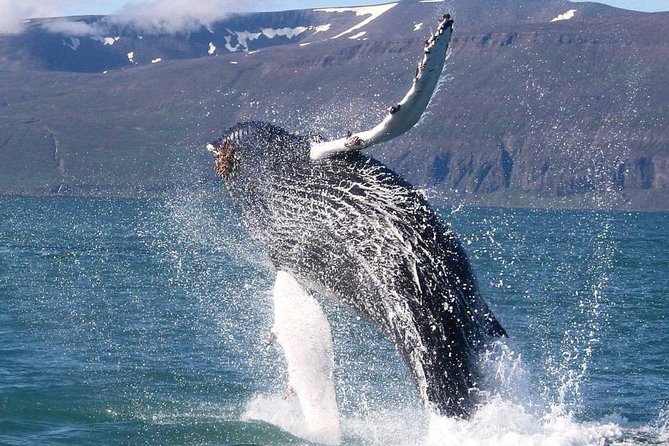 Speedboat Whale Watching Small-Group Tour in Reykjavik - Weather, cancellations, and backup plans