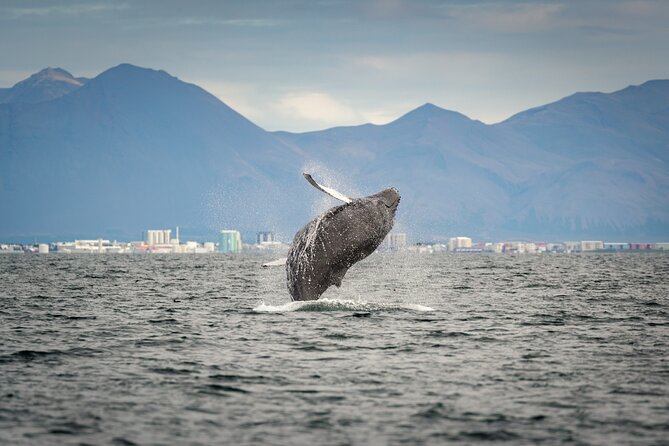 Speedboat Whale Watching Small-Group Tour in Reykjavik - Who will enjoy this tour most?