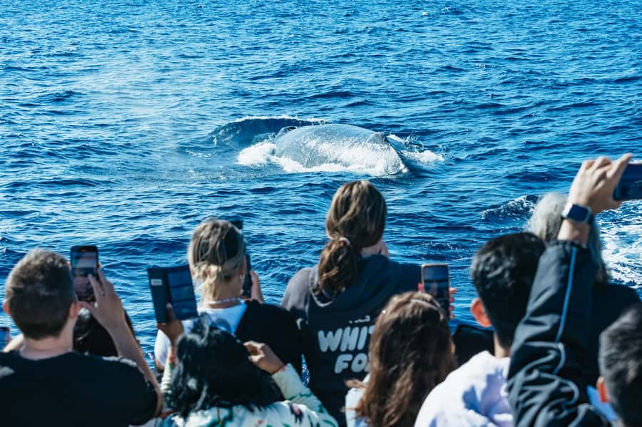 Spirit of Gold Coast 2.5-Hour Whale Watching Tour - Key points to know before booking