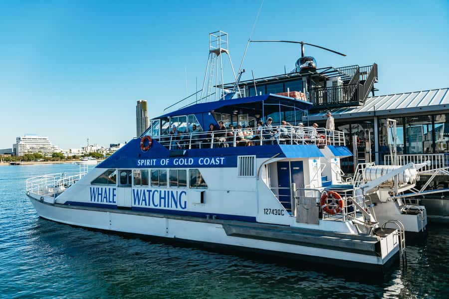 Spirit of Gold Coast 2.5-Hour Whale Watching Tour - What a close whale sighting feels like