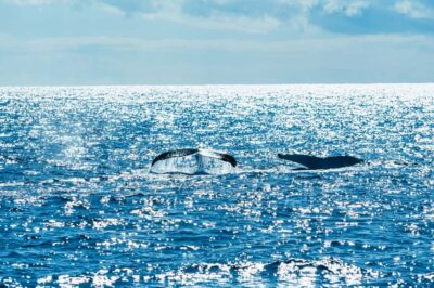 Spirit of Gold Coast 2.5-Hour Whale Watching Tour