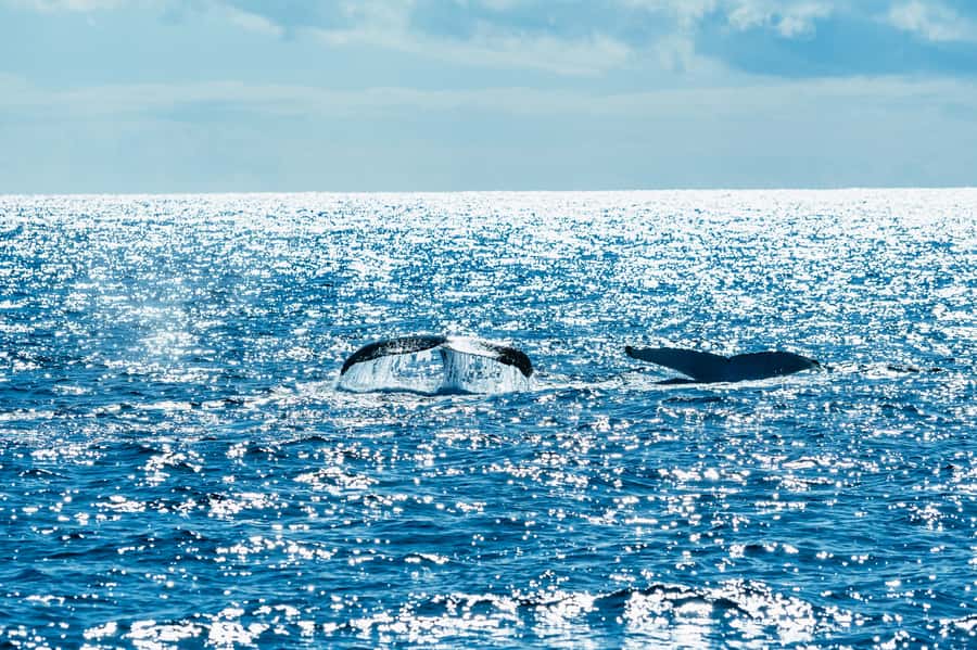 Spirit of Gold Coast 2.5-Hour Whale Watching Tour - Searching the migration route