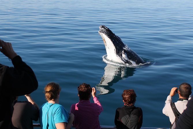 Spirit of Hervey Bay Whale Watching Cruise - Commentary that adds meaning to the sightings