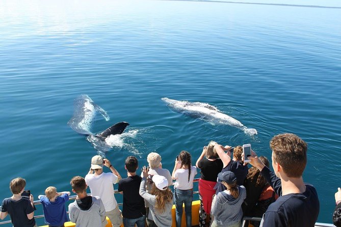 Spirit of Hervey Bay Whale Watching Cruise - The value of the $111 price