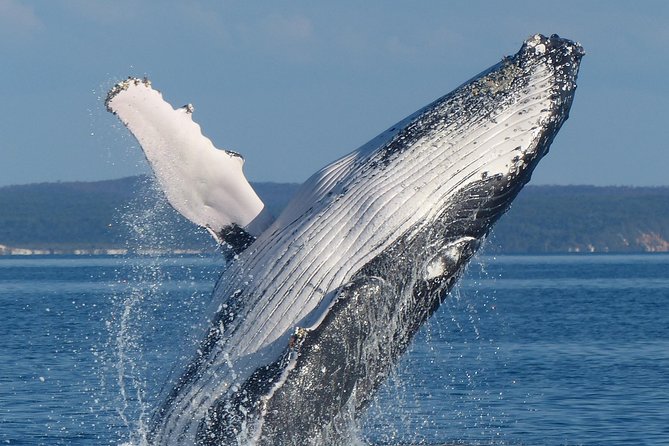Spirit of Hervey Bay Whale Watching Cruise - A comfortable catamaran for a long outing
