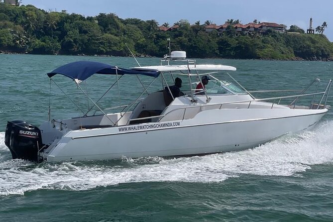 Sports Boat- Private Whale Watching Trip( free breakfast & paid pick-up) - Price and the real value for your group
