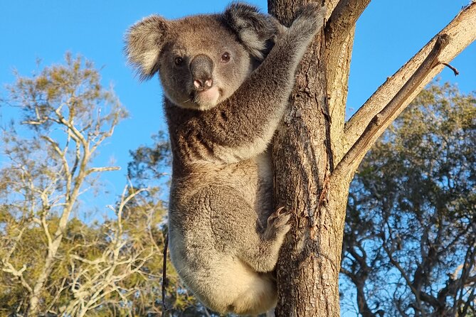 Stradbroke Island Eco Day Trip from Brisbane – Wildlife & Beaches - Key points to know before booking