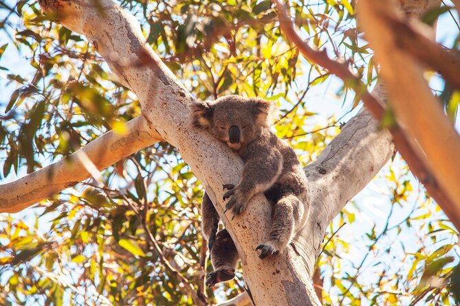 Stradbroke Island Eco Day Trip from Brisbane – Wildlife & Beaches - Cylinder Beach is the day’s breathing space