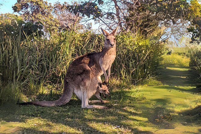 Stradbroke Island Eco Day Trip from Brisbane – Wildlife & Beaches - The return ferry can be the prettiest ride