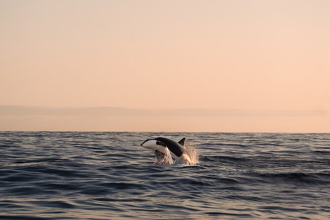 Summer Whale Safari in Andenes (Andøy, Vesterålen) - Key points to know before you book