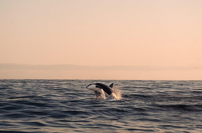 Summer Whale Safari in Andenes (Andøy, Vesterålen) - Soup and a warm cabin make a real difference
