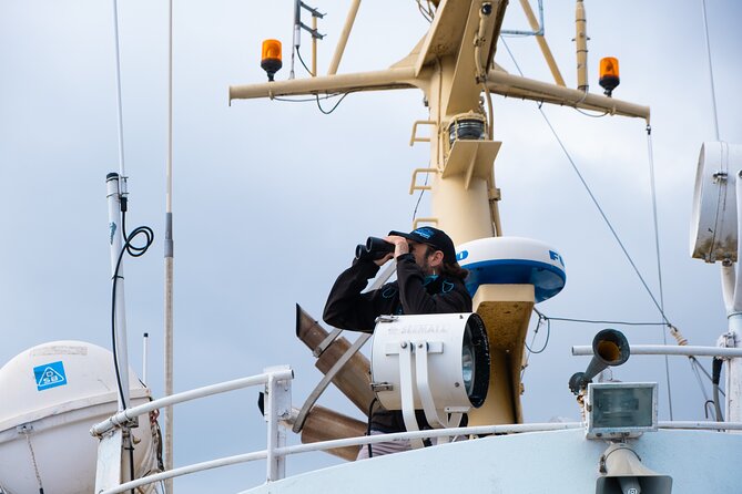 Summer Whale Safari in Andenes (Andøy, Vesterålen) - What $194.35 buys you