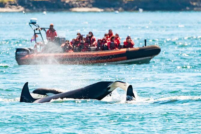 Summer Whale Watching Tour in a Zodiac Boat in Victoria - What the Victoria Zodiac ride is really like