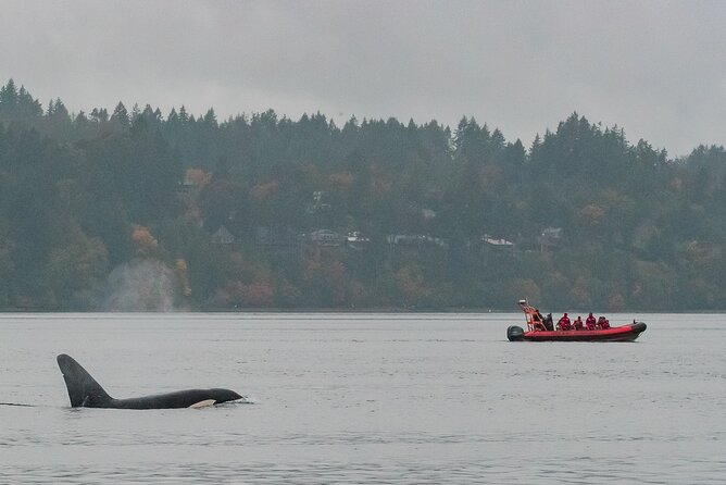 Summer Whale Watching Tour in a Zodiac Boat in Victoria - Fort Rodd Hill and Fisgard Lighthouse from the water