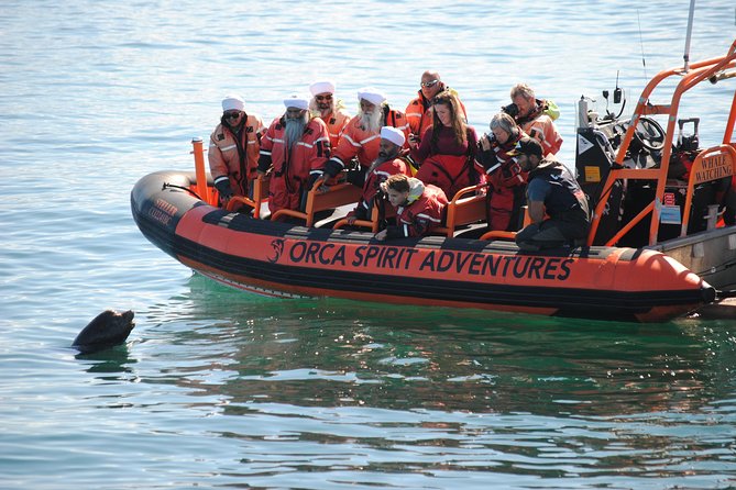 Summer Whale Watching Tour in a Zodiac Boat in Victoria - Orcas, humpbacks, and the luck of the day