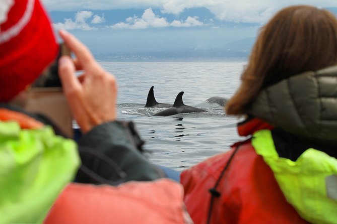 Summer Whale Watching Tour in a Zodiac Boat in Victoria - The guides make a major difference