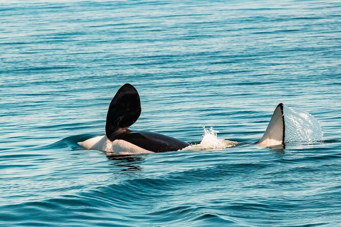 Summer Whale Watching Tour in a Zodiac Boat in Victoria - Race Rocks and the Olympic Mountains