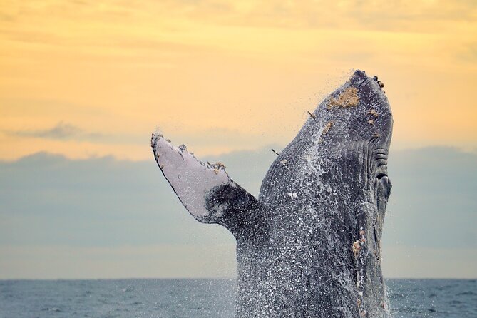 Sunrise Whale Watching boat tour with marine biologist - Why the 6:30 am start is worth considering