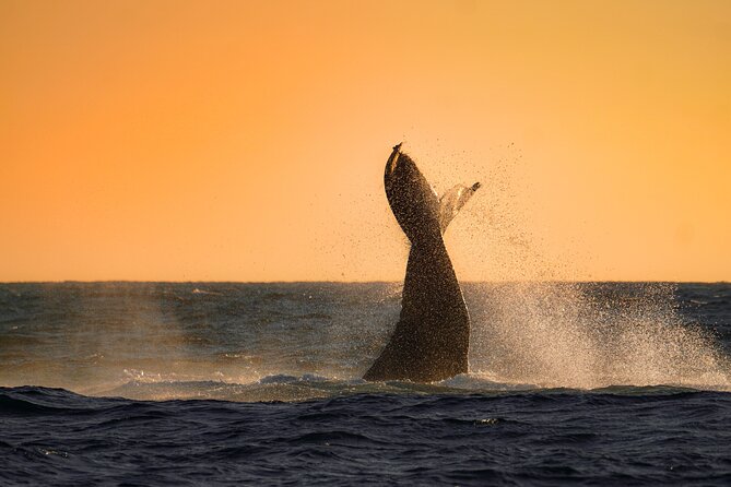 Sunrise Whale Watching boat tour with marine biologist - A small boat changes the whale-watching experience